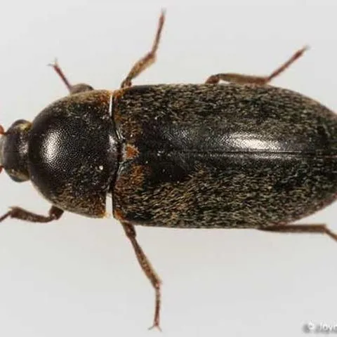 thumbnail for publication: Hide beetle Dermestes maculatus DeGeer